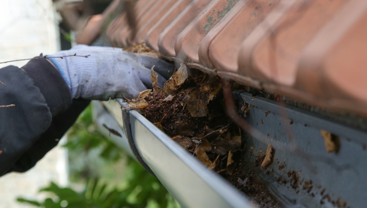 Professional gutter cleaning near me: Removing debris and leaves from a clogged residential gutter to ensure proper drainage and home protection.
